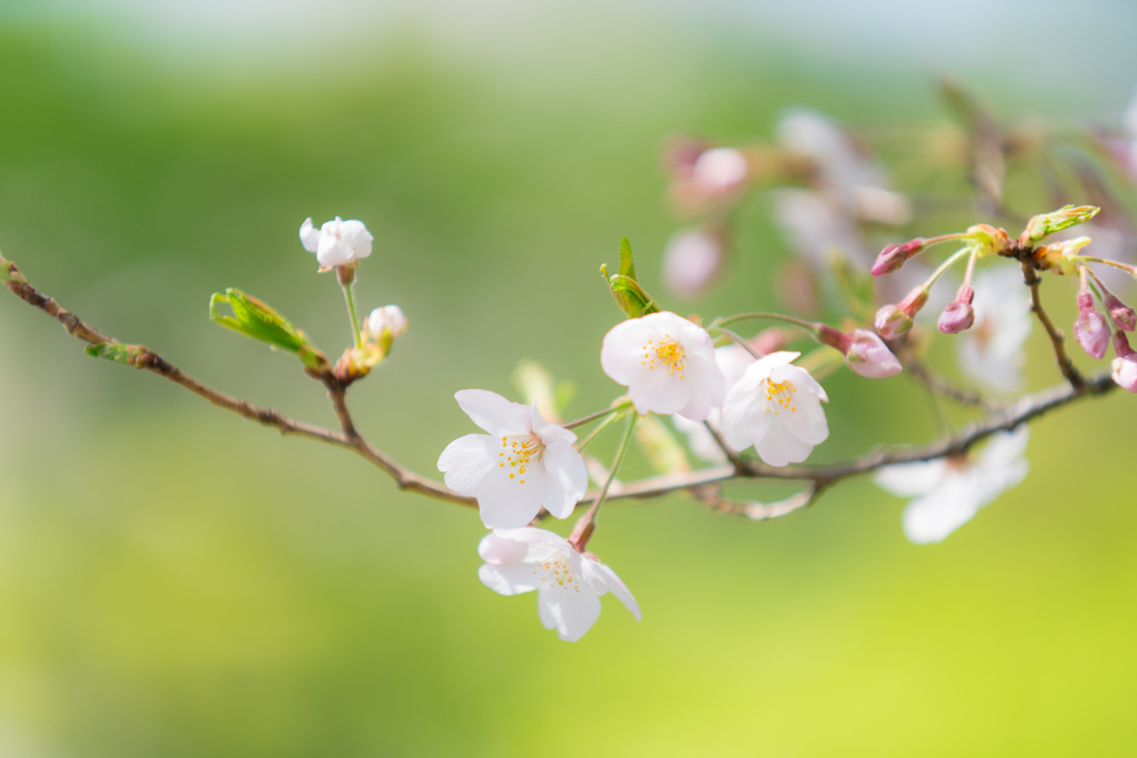 2019春の称名寺