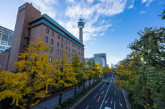 山下公園前　イチョウ並木
