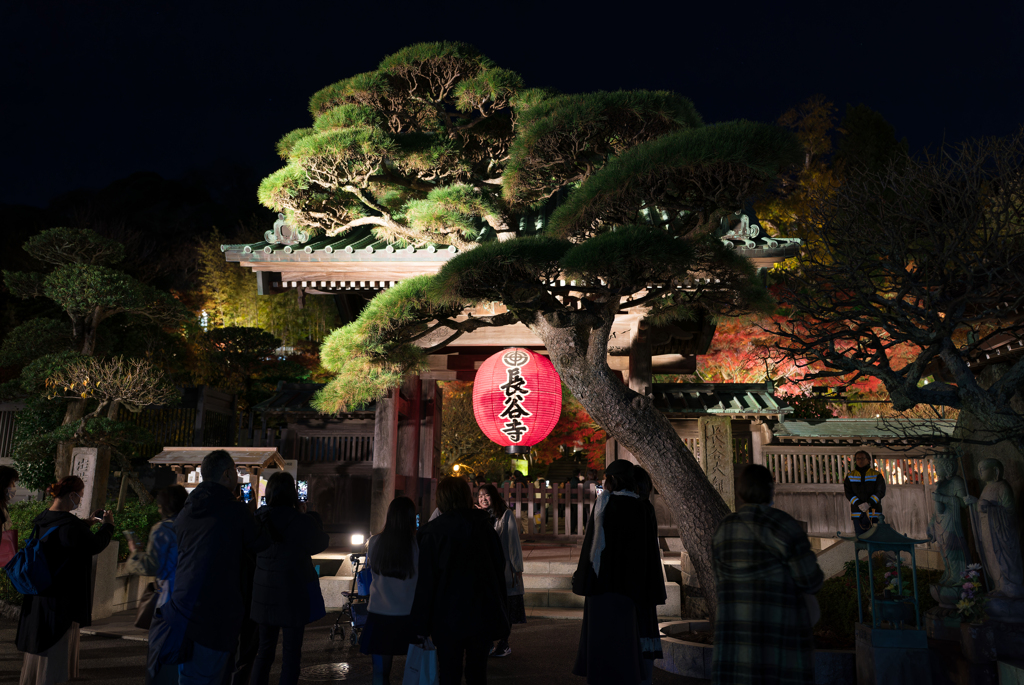 長谷寺　紅葉ライトアップ