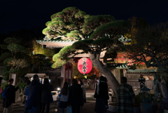 長谷寺　紅葉ライトアップ