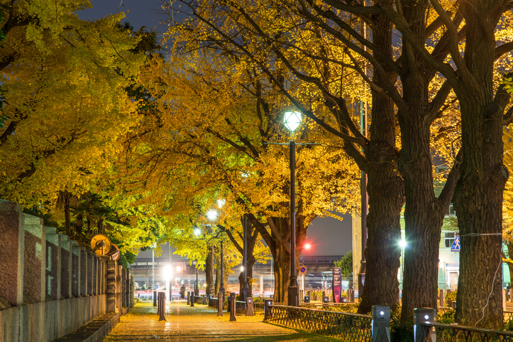 日本大通り　銀杏並木