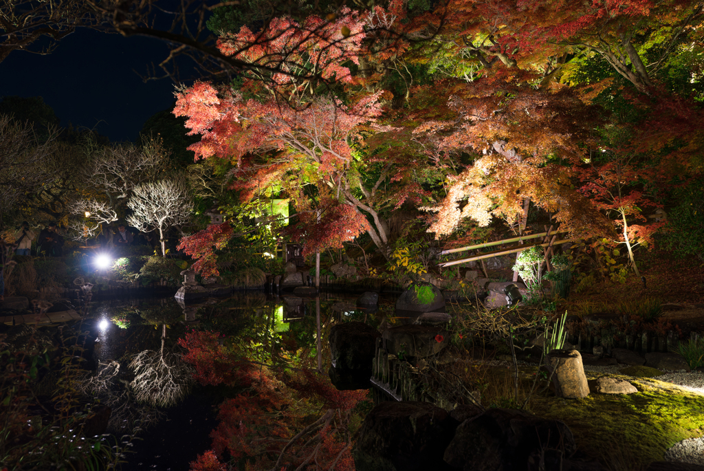 長谷寺　紅葉ライトアップ