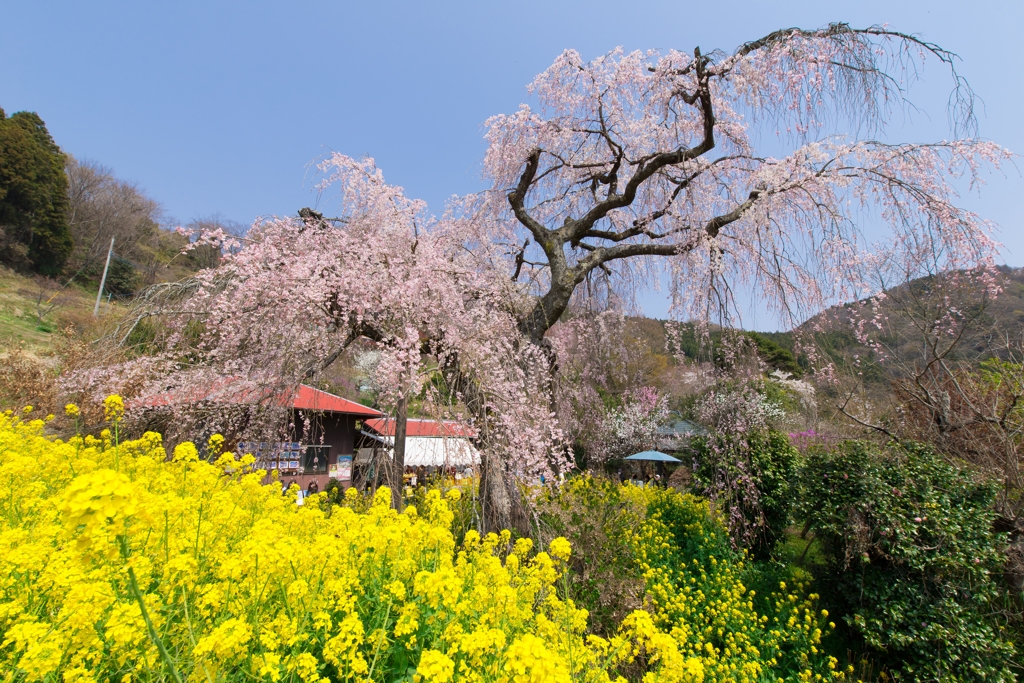 寄しだれ桜まつり