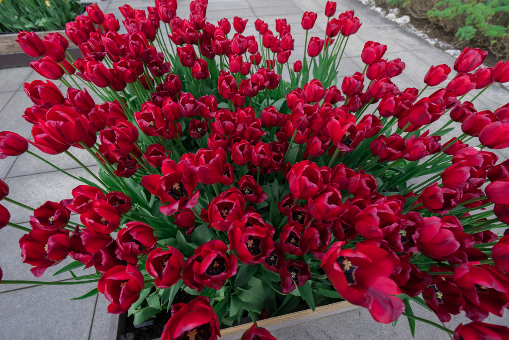 江ノ島ウインターチューリップ