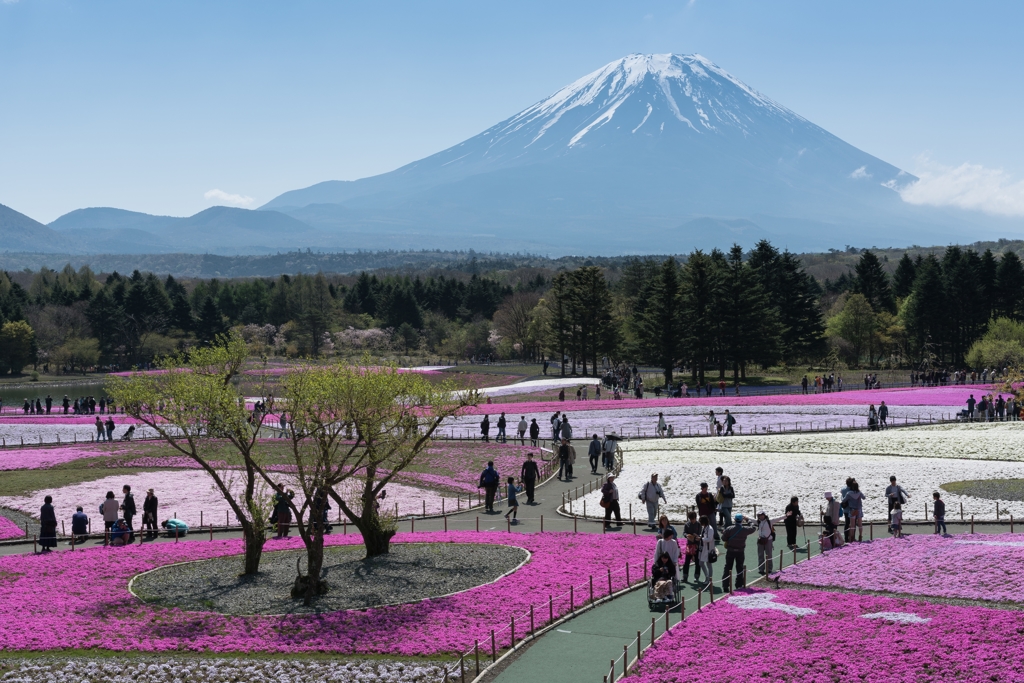 2016年　GW　富士芝桜まつり