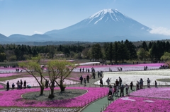 2016年　GW　富士芝桜まつり