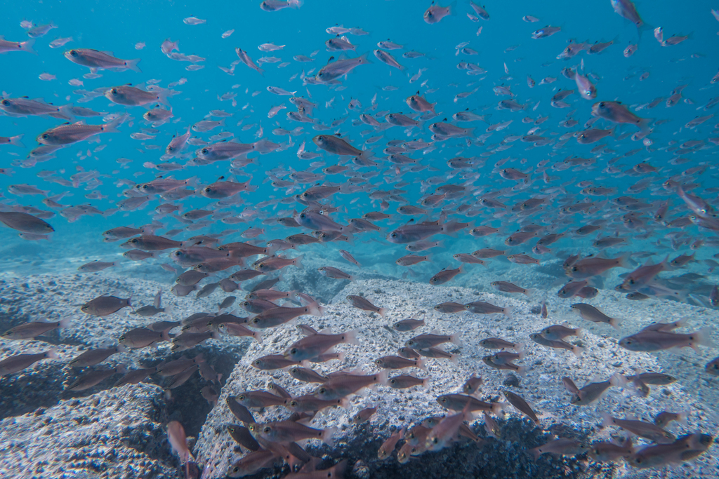 2017年9月9日　大瀬崎湾内　ネンブツダイ