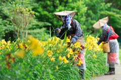 横須賀しょうぶ園