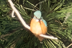 三渓園フォトコンテスト表彰式