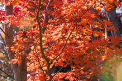 昭和記念公園