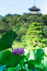 三渓園　早朝観蓮会