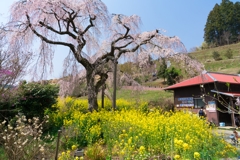 寄しだれ桜まつり(24mm)