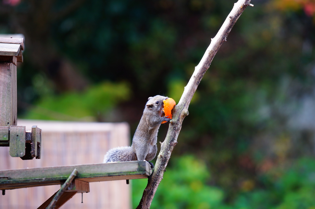 明月院のタイワンリス