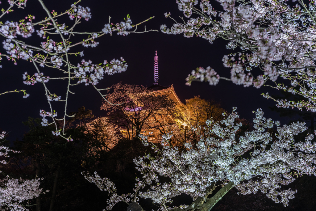 三渓園　桜ライトアップ