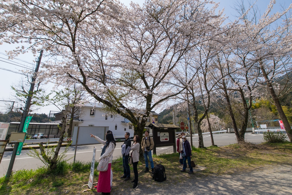 寄しだれ桜まつり 送迎バス待ち