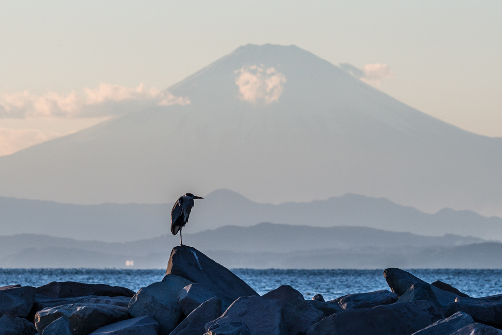 アオサギと富士山