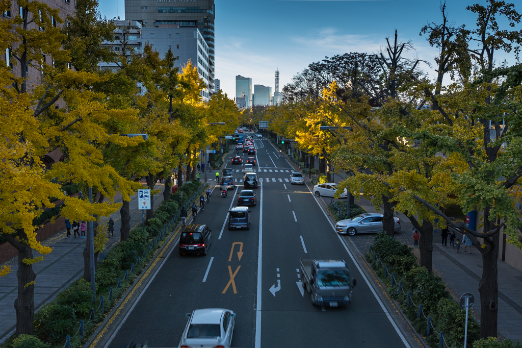 山下公園前　イチョウ並木