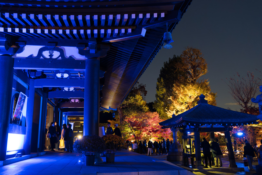 長谷寺　紅葉ライトアップ