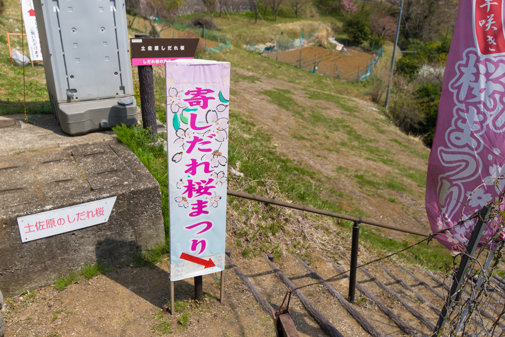 寄しだれ桜まつり