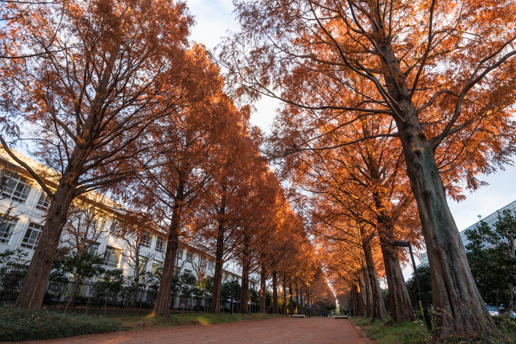 メタセコイア並木道