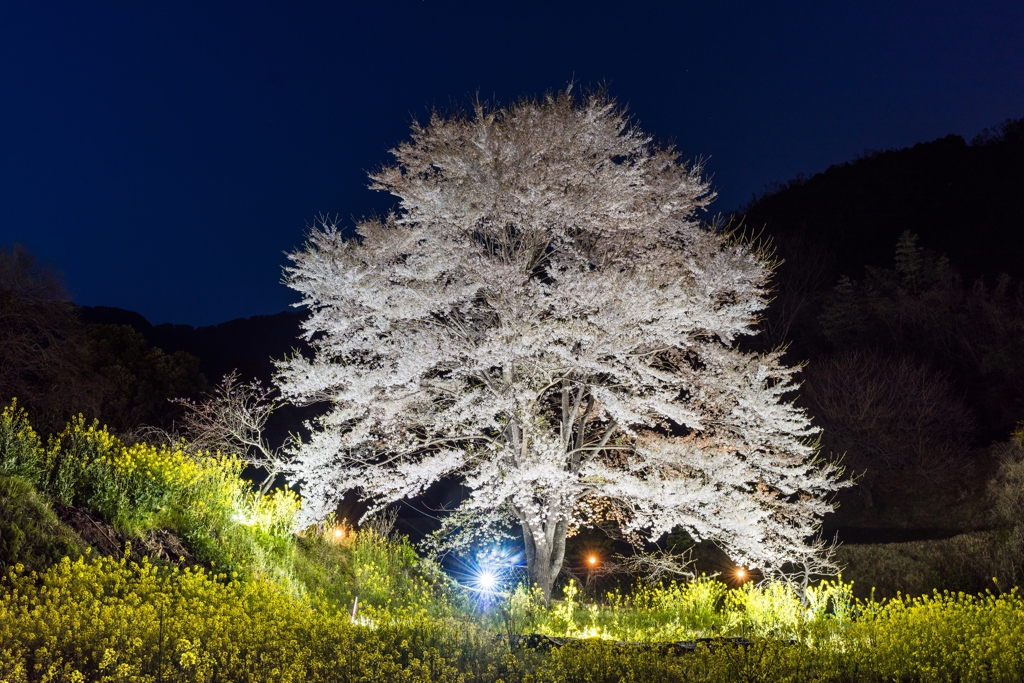淡墨桜ライトアップ