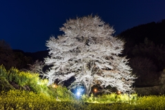 淡墨桜ライトアップ