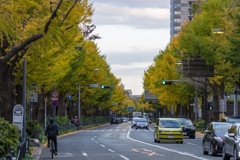 山下公園イチョウ並木