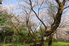 小田原の春