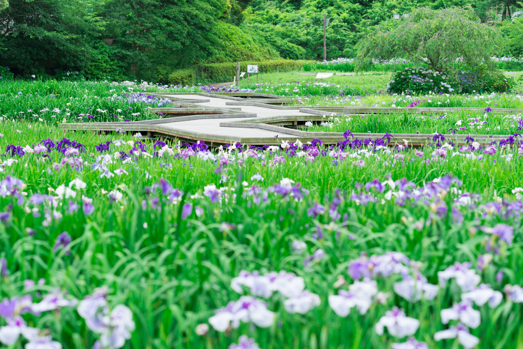 横須賀しょうぶ園