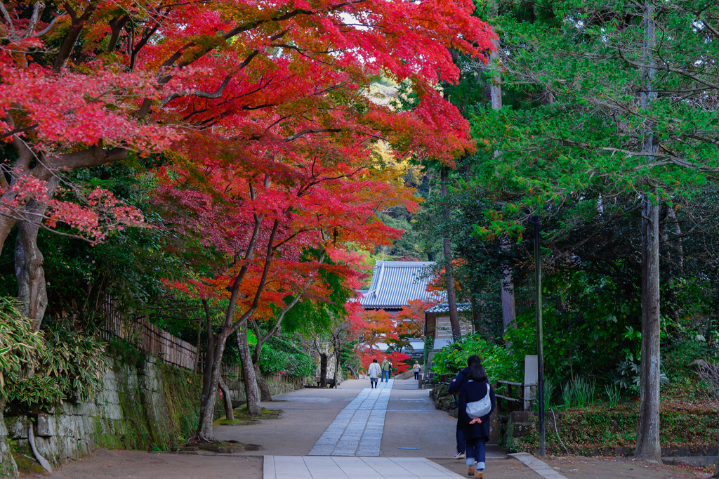 紅葉の円覚寺