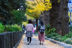 山下公園イチョウ並木