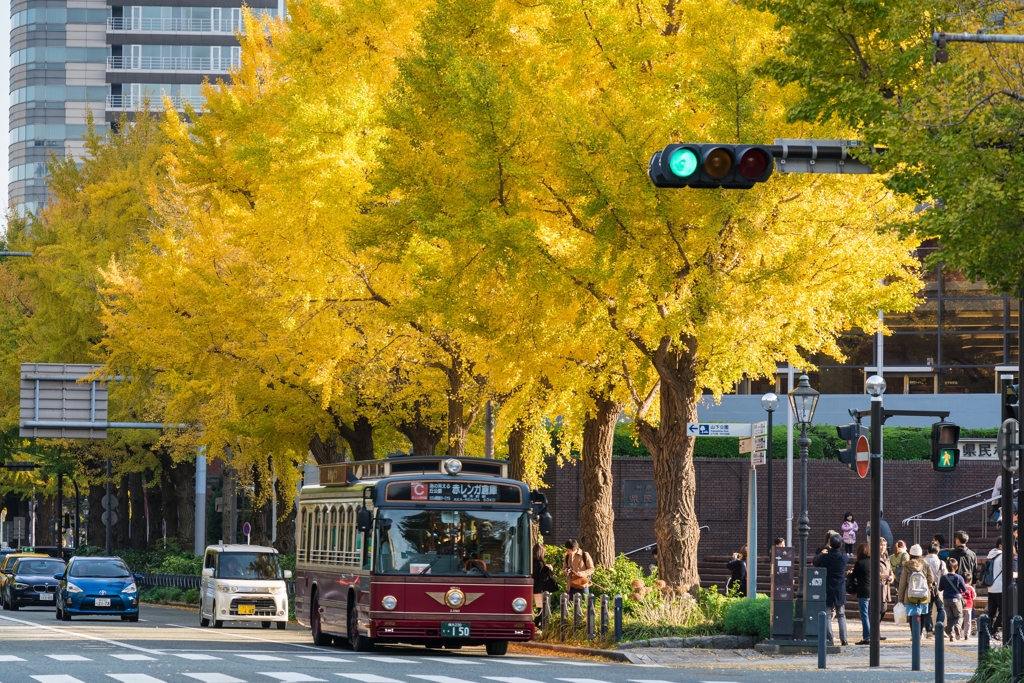 山下公園・銀杏並木