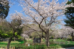 2019春の称名寺