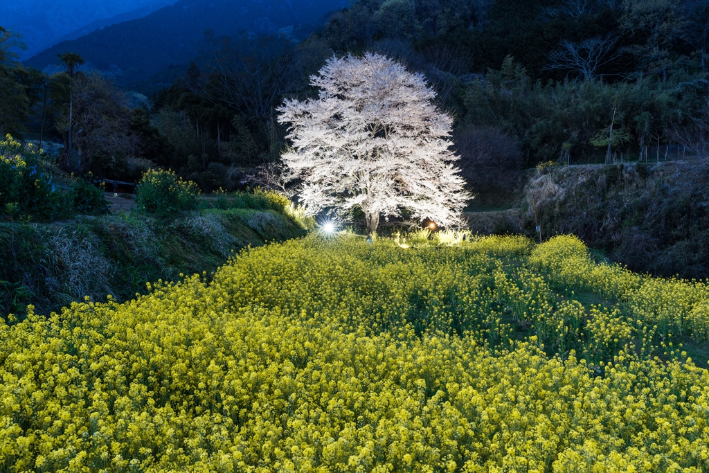 淡墨桜ライトアップ