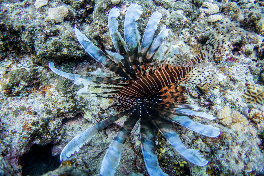 トリプルスリー