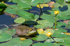 皇居二の丸庭園のカエル