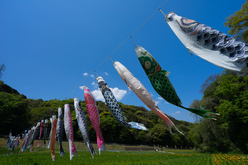 大空を泳ぐ鯉のぼり