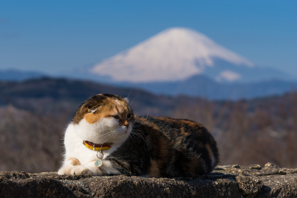 吾妻山公園のチャミちゃん