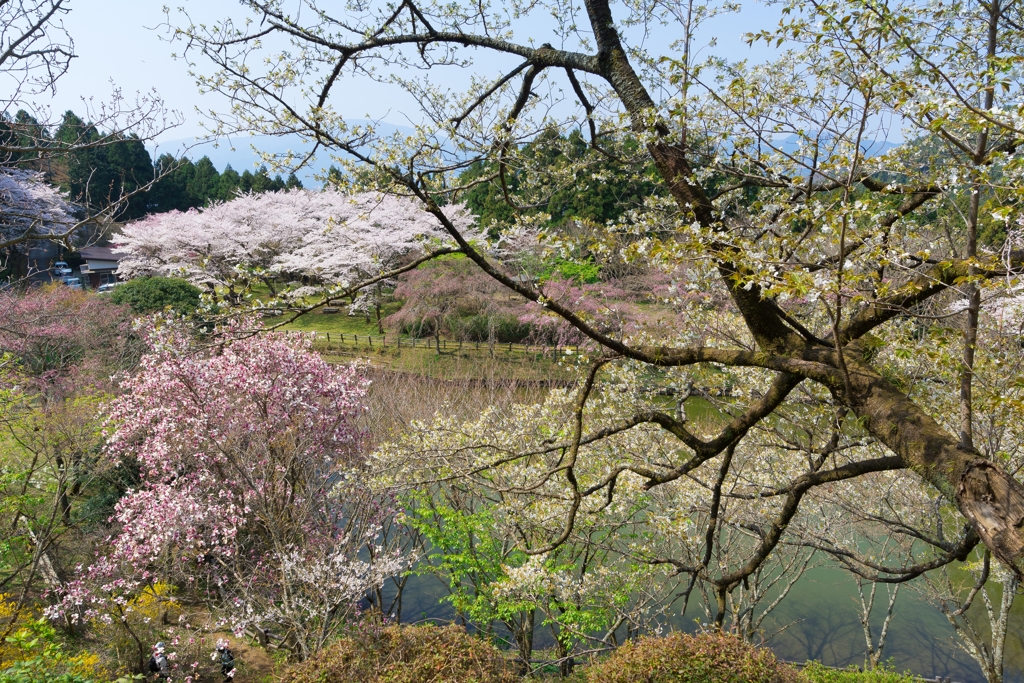 小田原の春