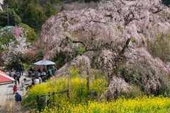 寄しだれ桜まつり