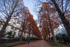 メタセコイア並木道