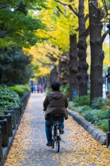 山下公園イチョウ並木