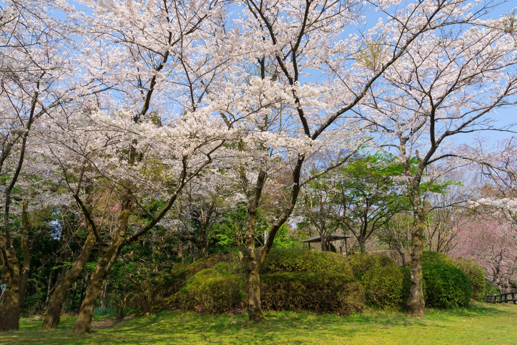 小田原の春