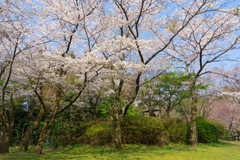 小田原の春