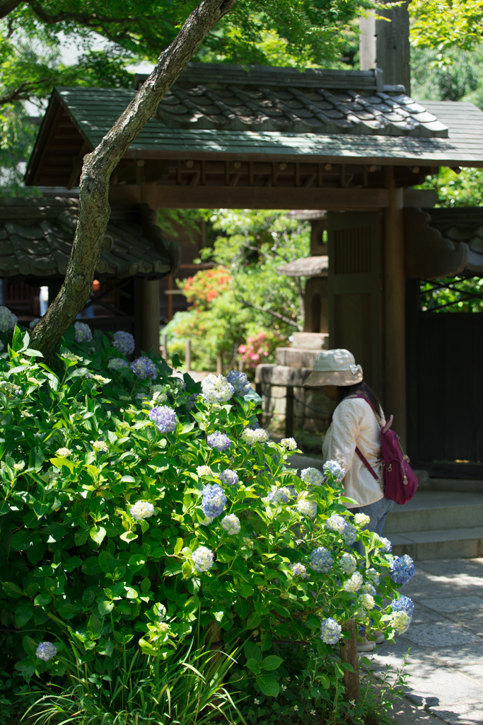 東慶寺の紫陽花