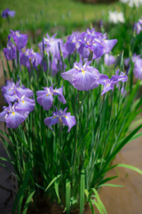 皇居二の丸庭園　菖蒲