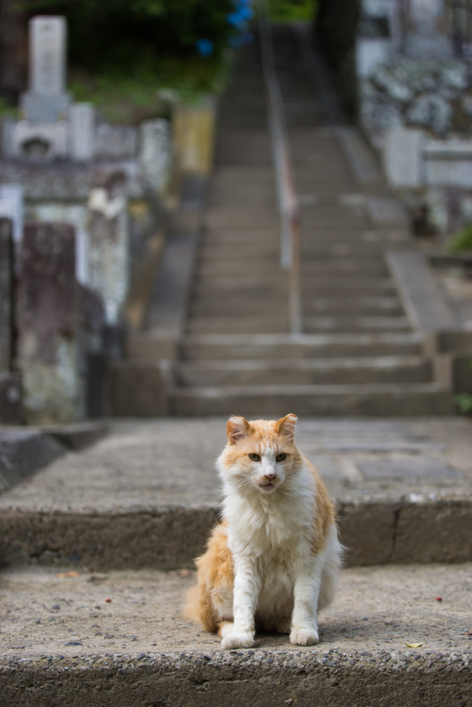 妙本寺の猫