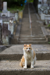 妙本寺の猫