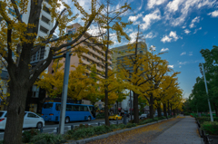 山下公園前　イチョウ並木