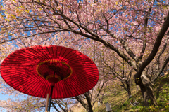 第19回 まつだ桜まつり